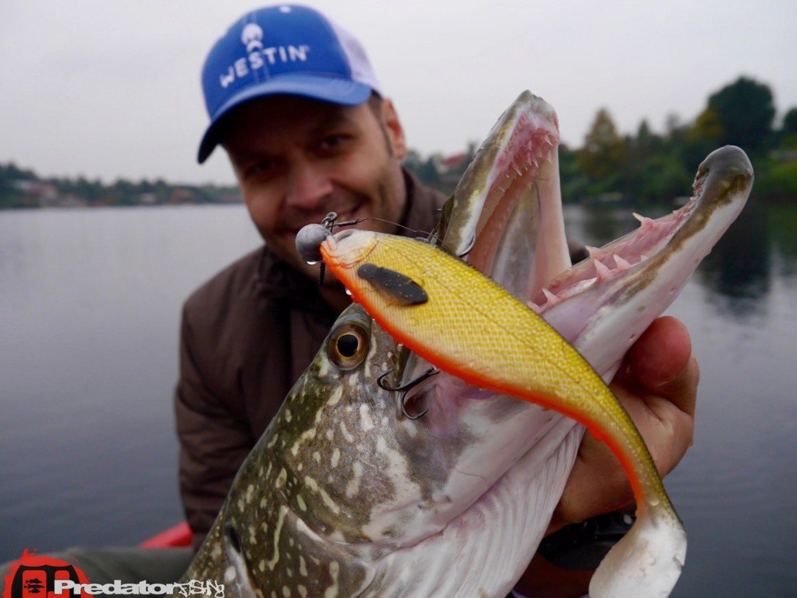 Der Shad Teez von Westinfishing überzeugt auf Hecht