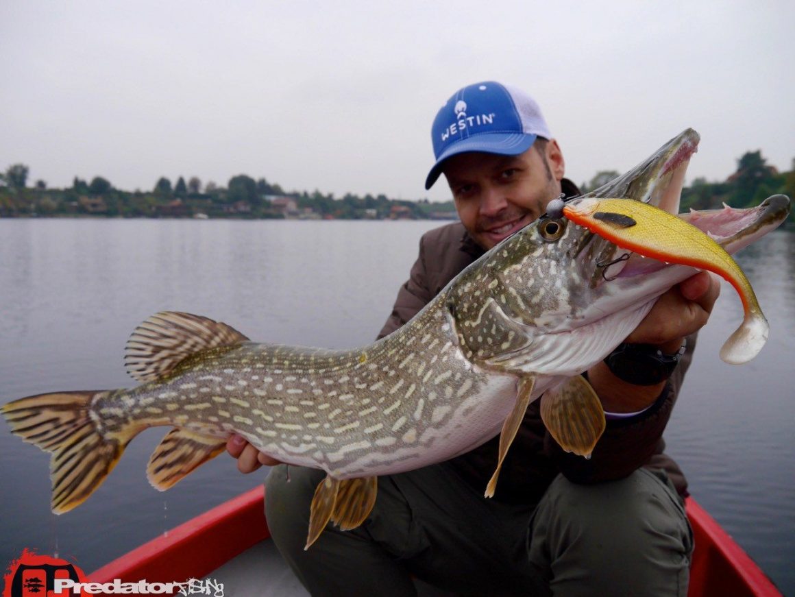 Der Shad Teez von Westinfishing überzeugt auf Hecht