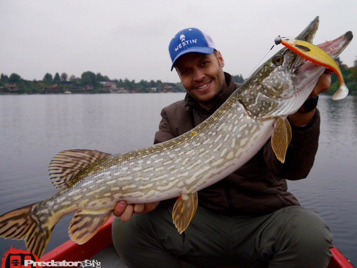 Der Shad Teez von Westinfishing überzeugt auf Hecht