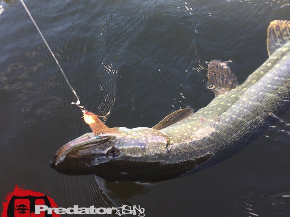 Der richtige Streamer auf Hecht Fly-Fishing