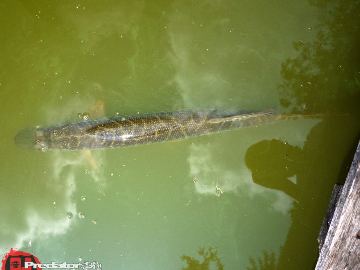 Dicke Hechte am Predator Lake