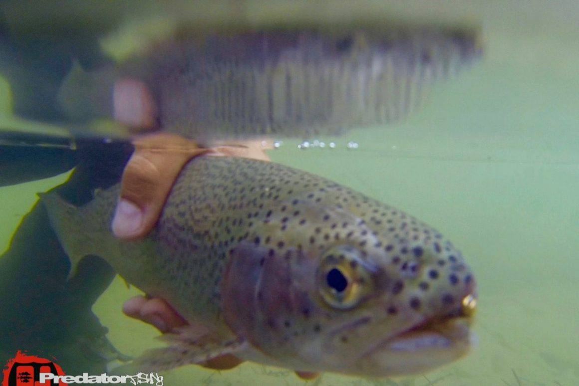 Die Forelle in der Mur läuft wieder mit der Nymphe und Fliegenrute