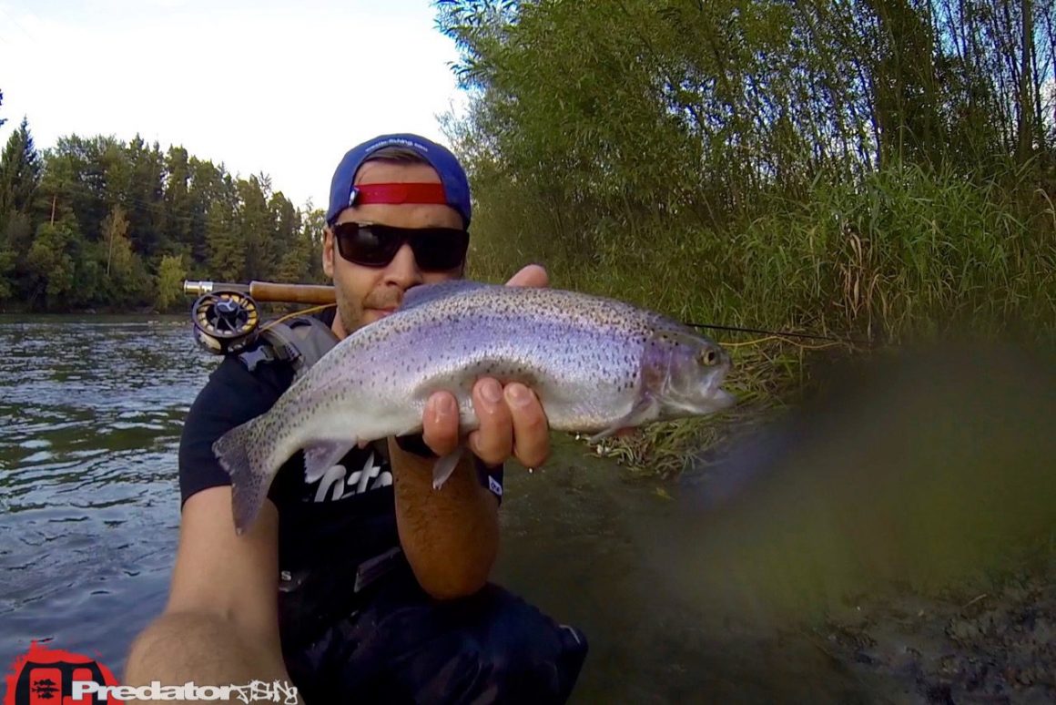 Die Forelle in der Mur läuft wieder mit der Nymphe und Fliegenrute