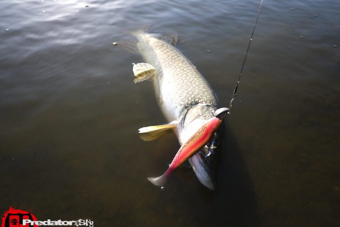 Mit Dietmar Isaiasch am Predator Lake auf Hecht