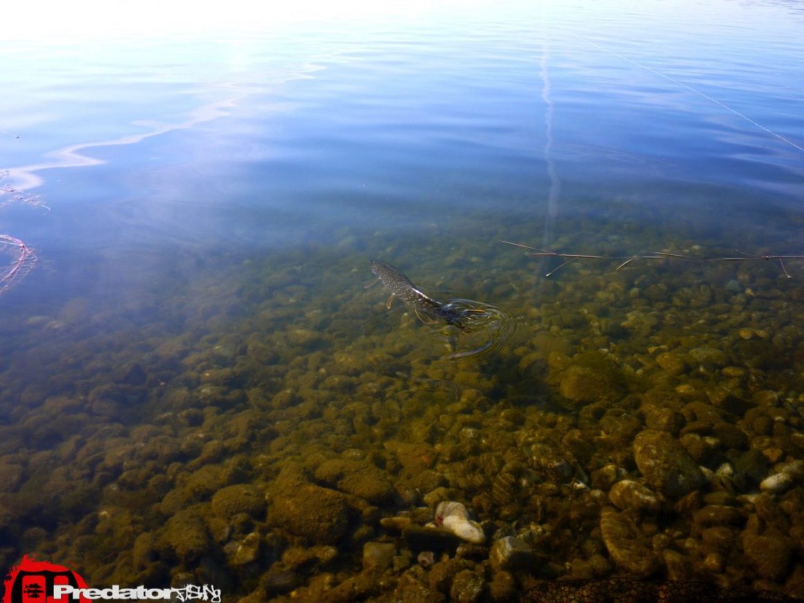 FOX Rage Pro Shad auf Hecht