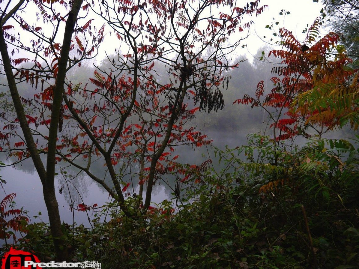 FOX Rage Zander PRO - Eine irre Fangmaschine