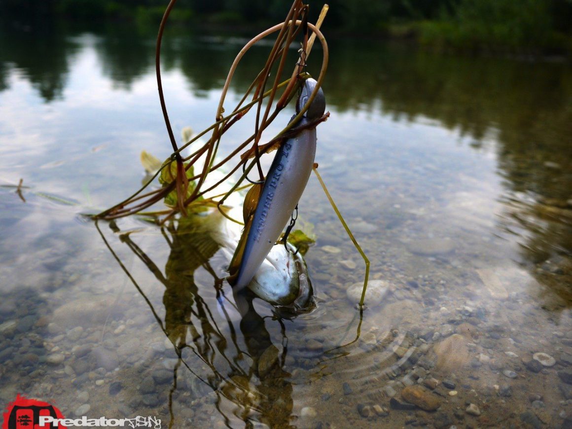 FOX Rage Zander Pro, der Hecht-Magnet