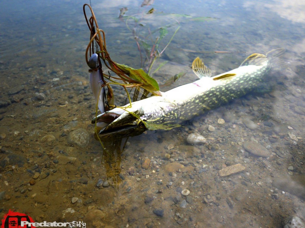 FOX Rage Zander Pro, der Hecht-Magnet