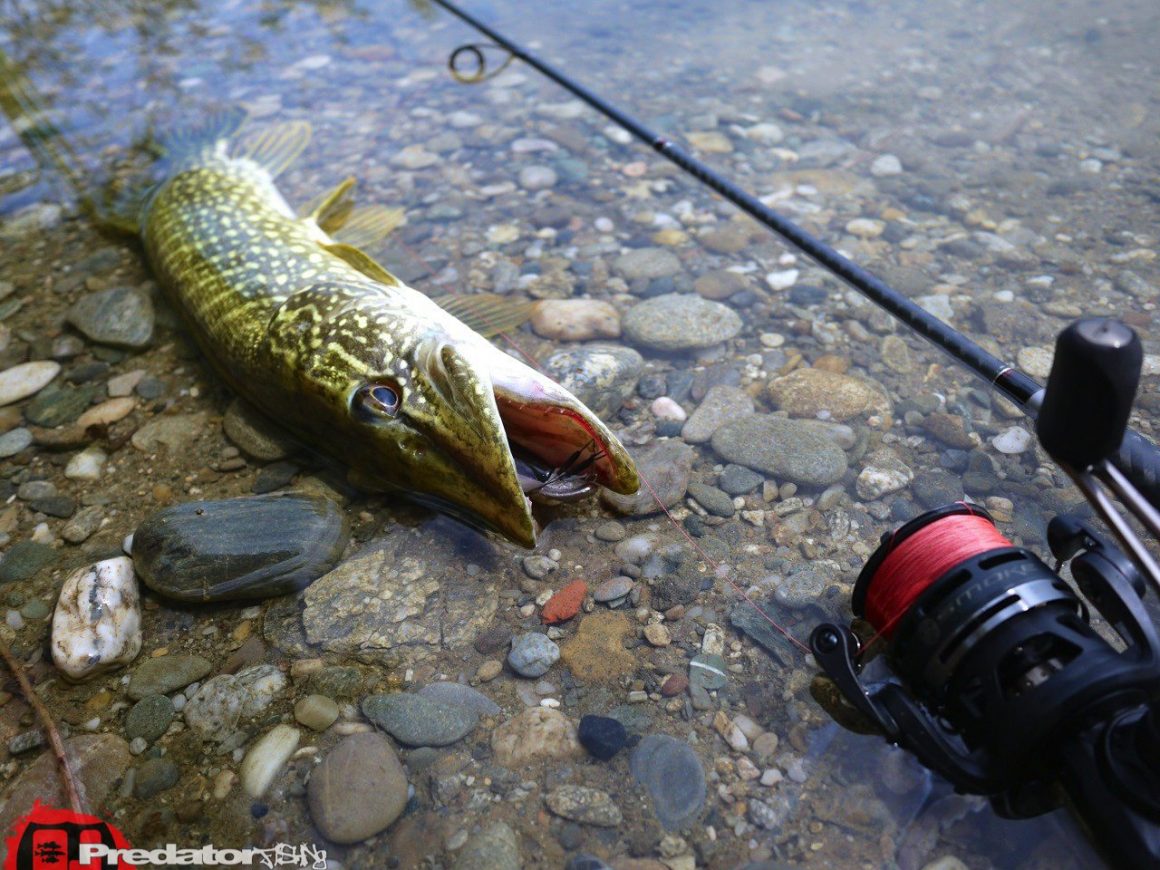 FOX Rage Zander Pro, der Hecht-Magnet