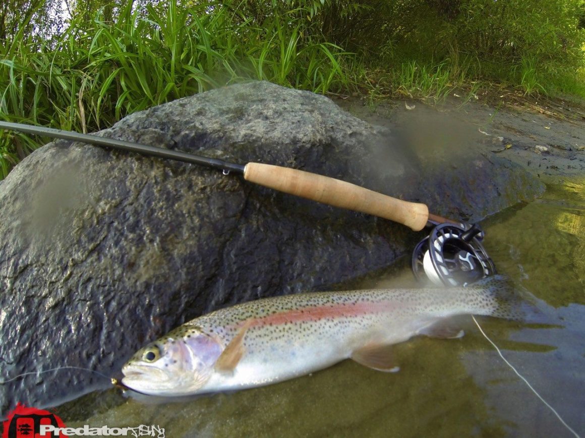 Fliegenfischen bei Hitze auf Forelle an der Mur Orvis