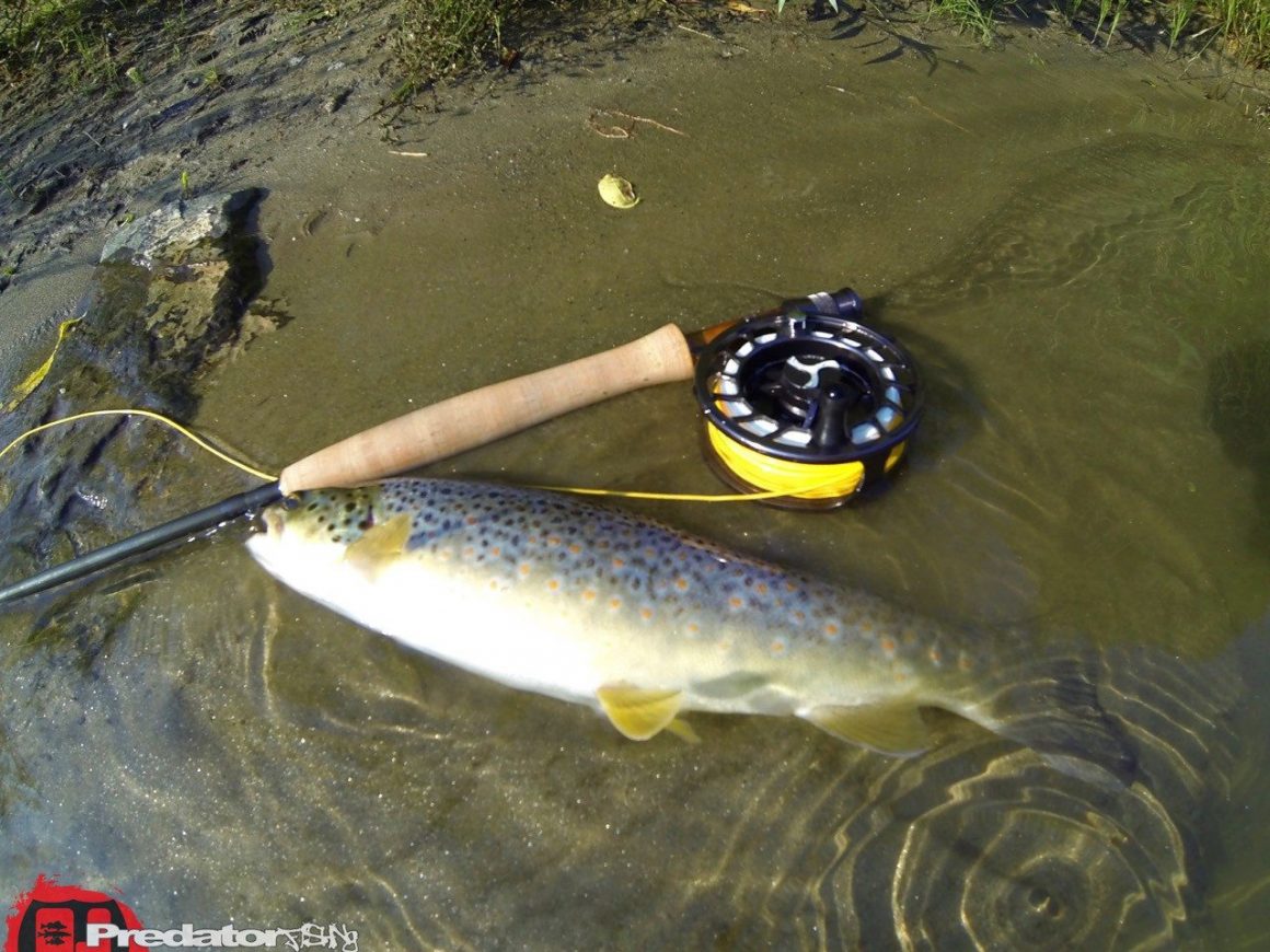 Fliegenfischen bei Hitze auf Forelle an der Mur Orvis