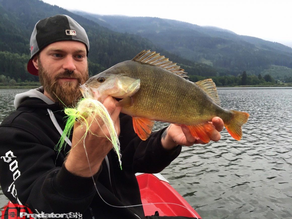 Fliegenfischen mit Streamer auf Hecht und Flussbarsch mit Orvis und Loop