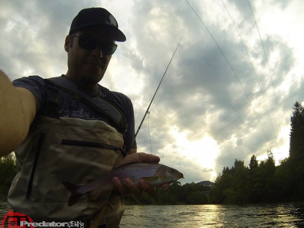 Fly-Only-Session-Mit der Nymphe auf Forelle in der Mur