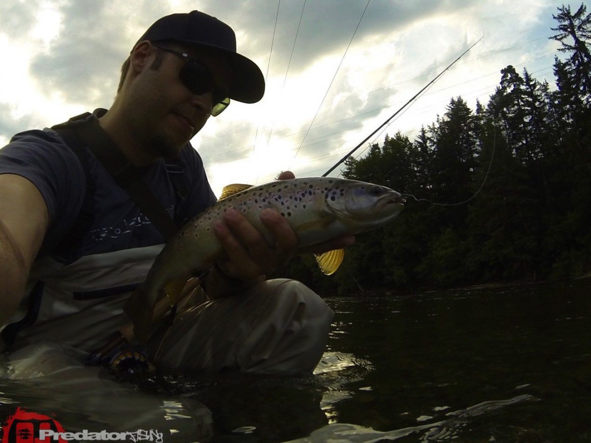 Fly-Only-Session-Mit der Nymphe auf Forelle in der Mur