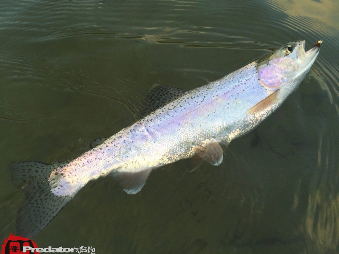 Forelle mit der Nymphe auf der Strömungskante Orvis Recon