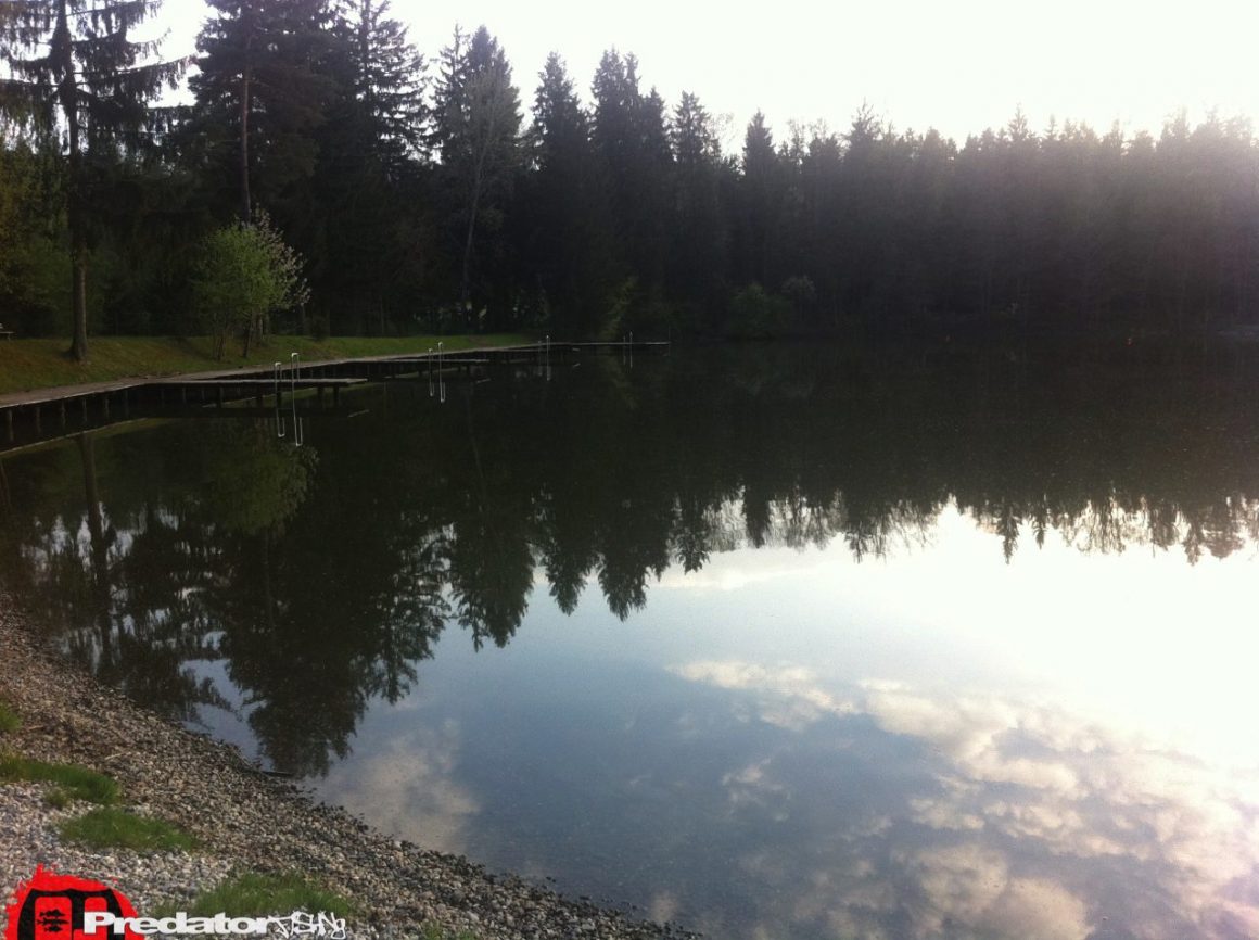 Hecht Zander Barsch am Predator Lake