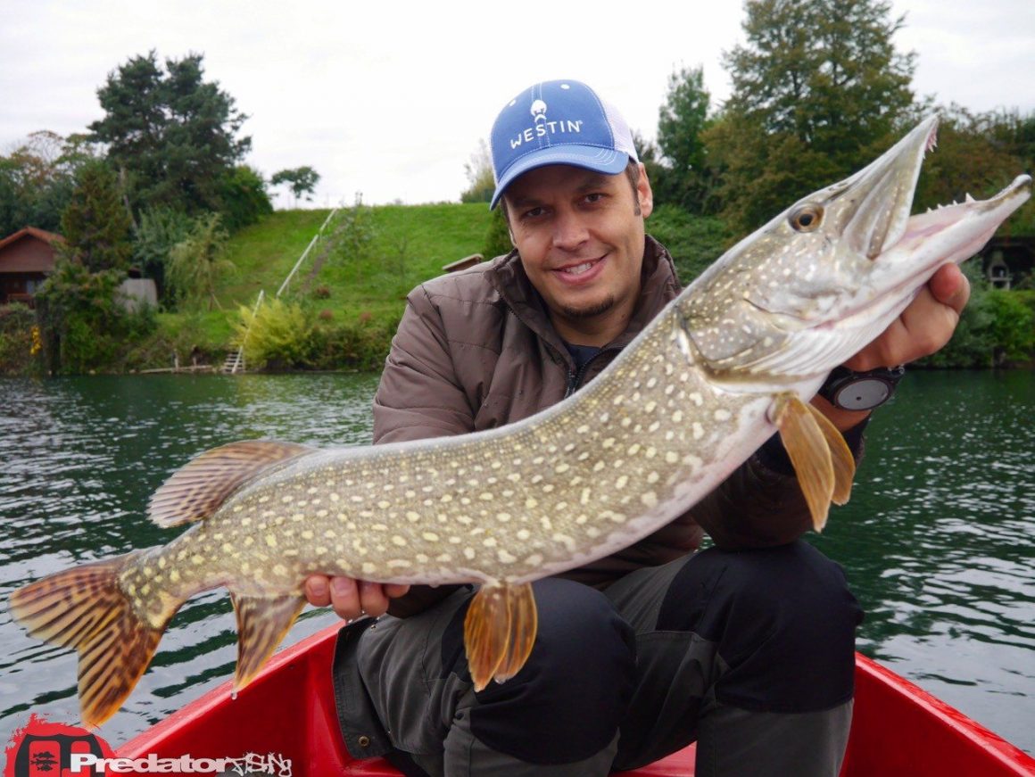Hecht, Zander und Barsch auf den Westin Shad Teez im Muster Wow Perch