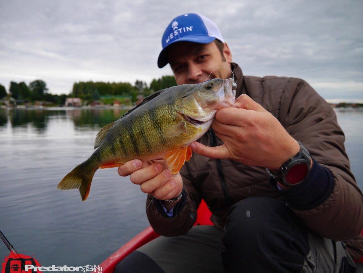 Hecht, Zander und Barsch auf den Westin Shad Teez im Muster Wow Perch