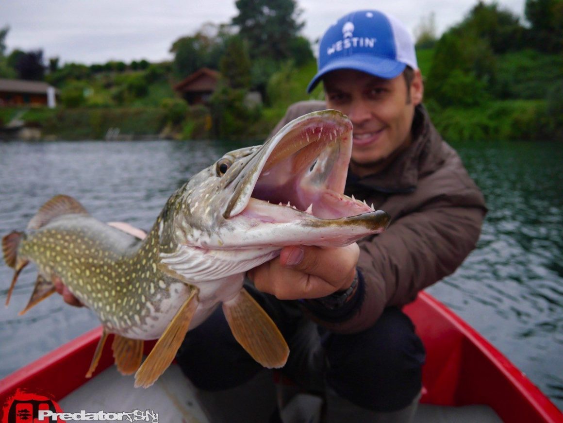 Hecht, Zander und Barsch auf den Westin Shad Teez im Muster Wow Perch