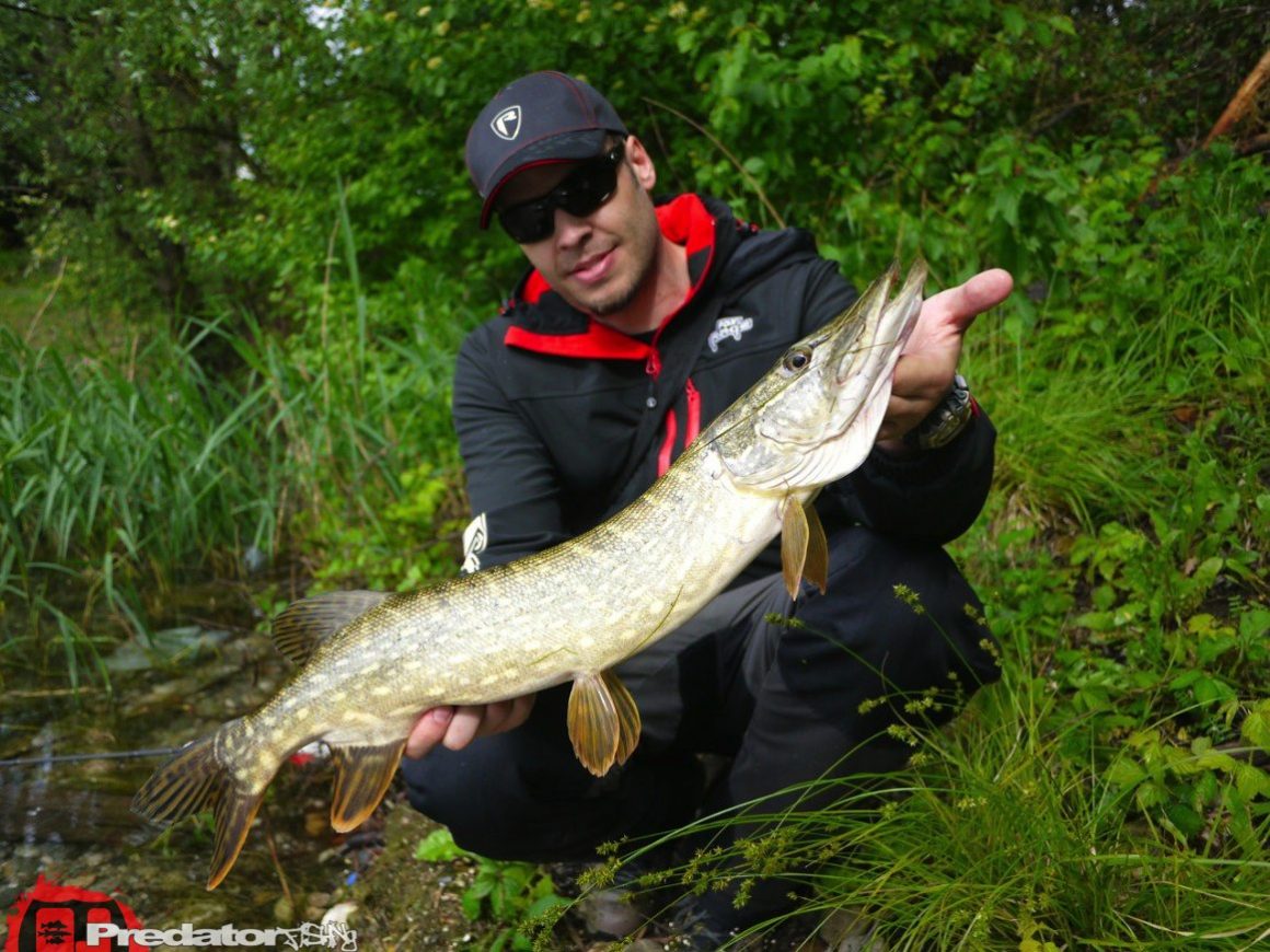 Hecht bei Regen mit FOX Rage