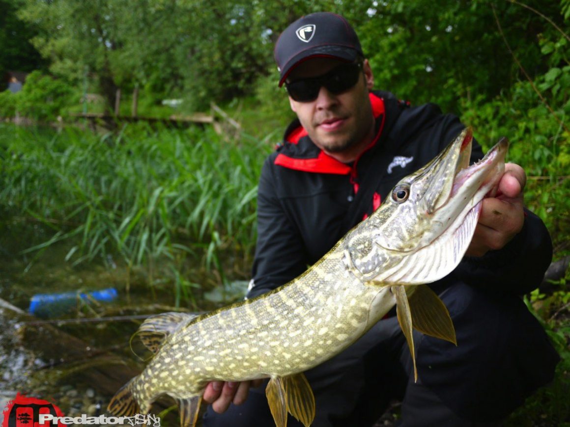 Hecht bei Regen mit FOX Rage