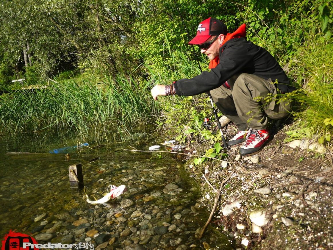 Hecht bei Regen mit FOX Rage