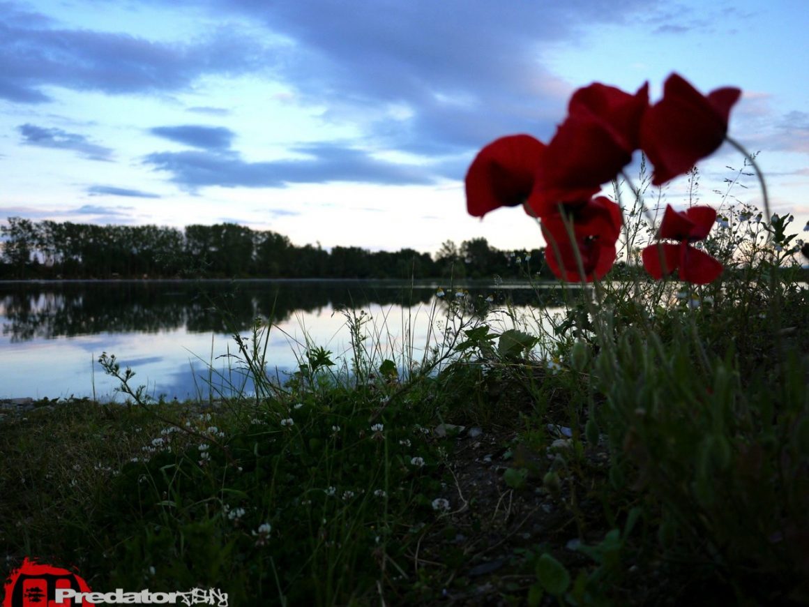 Hecht bei Regen mit FOX Rage