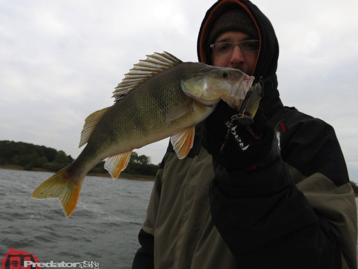 Herbst und Bodden mit Hecht, Zander und Barsch