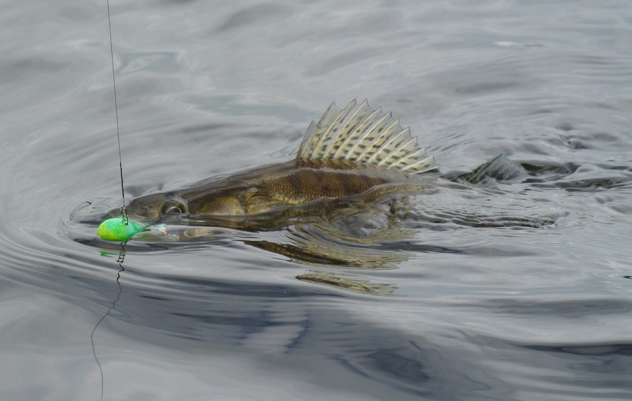 Infos zur Tough Anglers Tour 2016 Teil 1