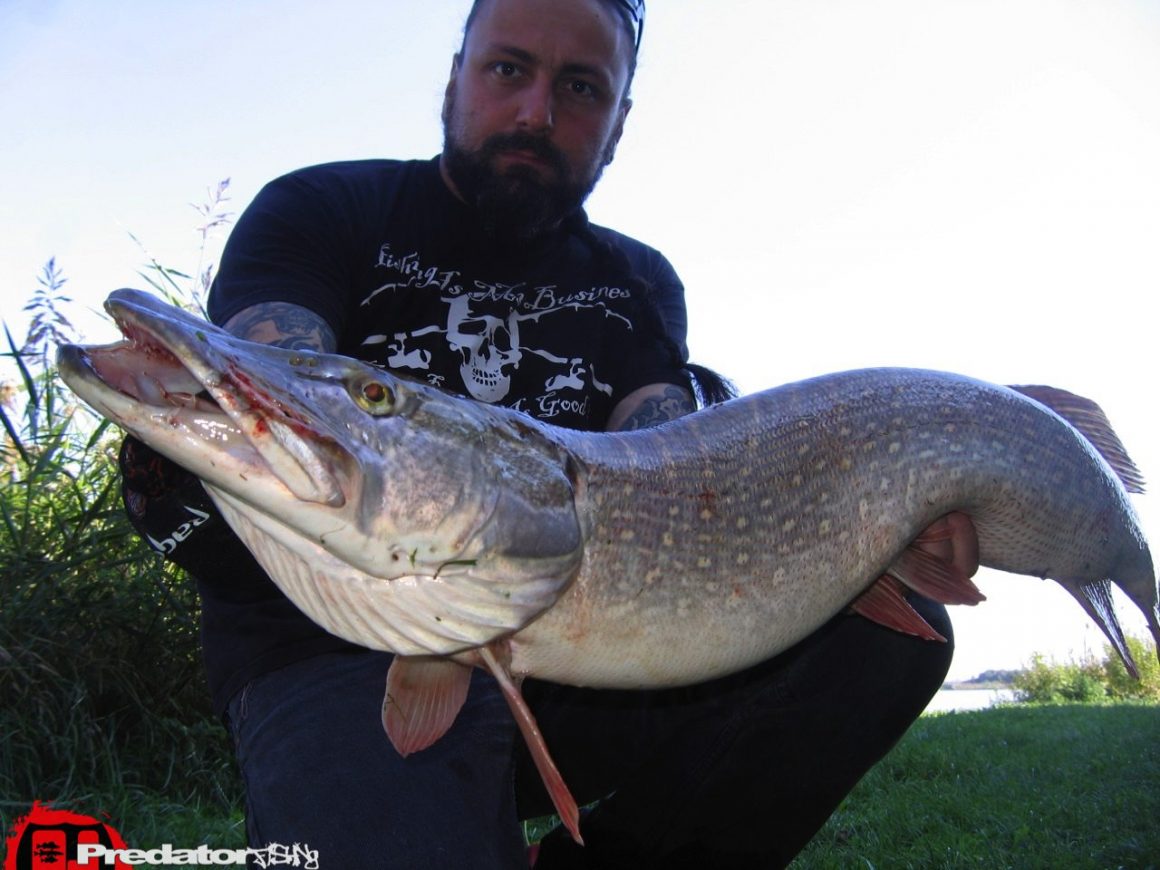 Hecht Zander Barsch Predatorfishing