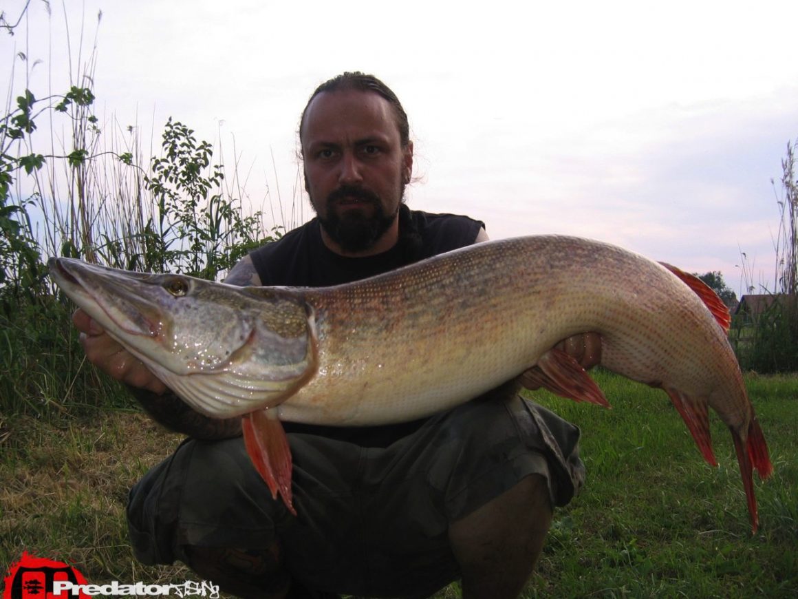 Hecht Zander Barsch Predatorfishing