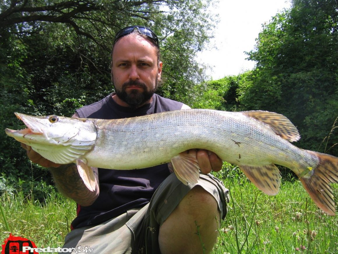 Hecht Zander Barsch Predatorfishing