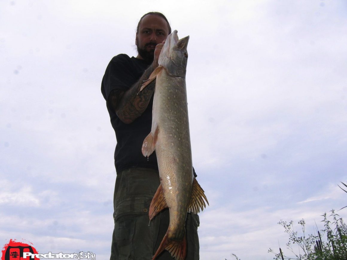 Hecht Zander Barsch Predatorfishing