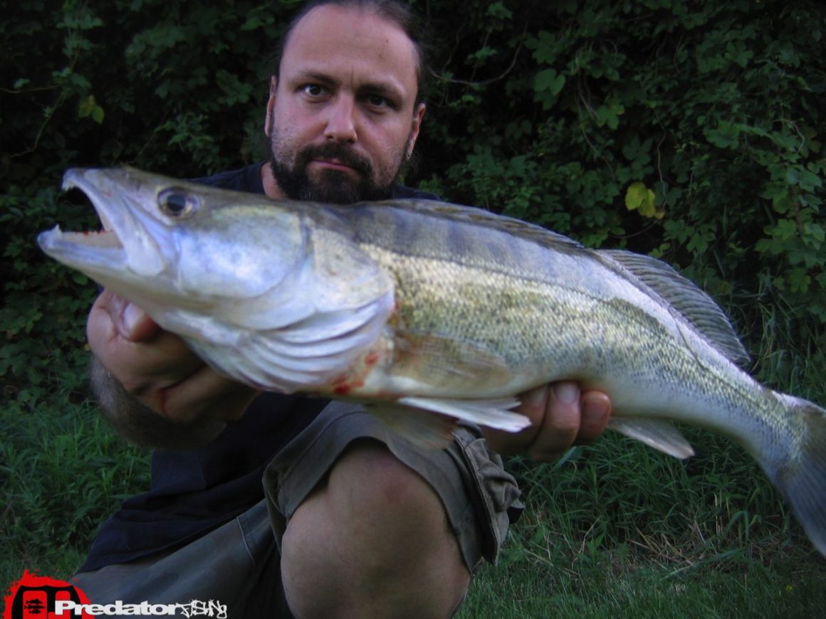 Hecht Zander Barsch Predatorfishing