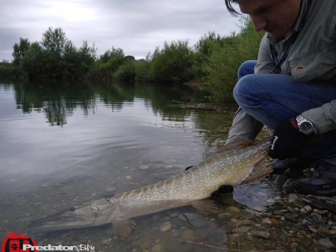 Kapitale Hechte auf den Shad Teez von Westin
