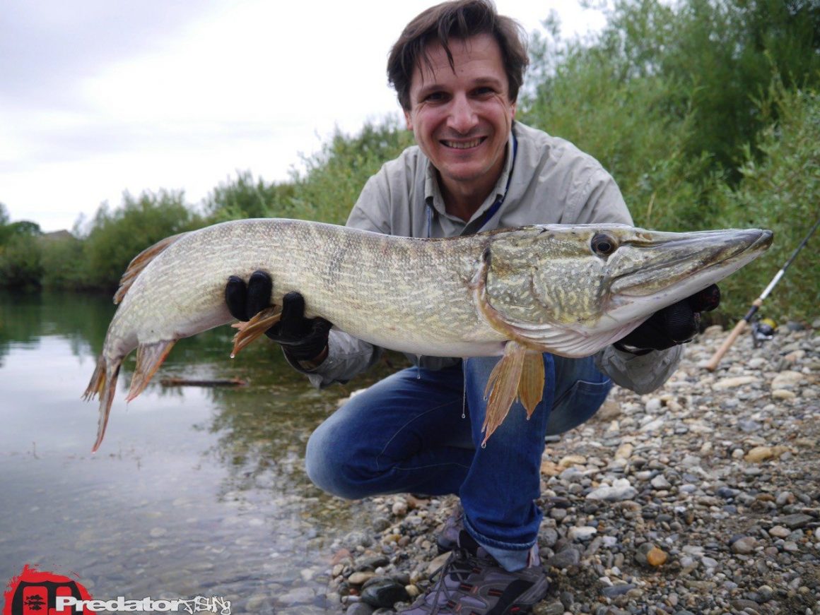 Kapitale Hechte auf den Shad Teez von Westin