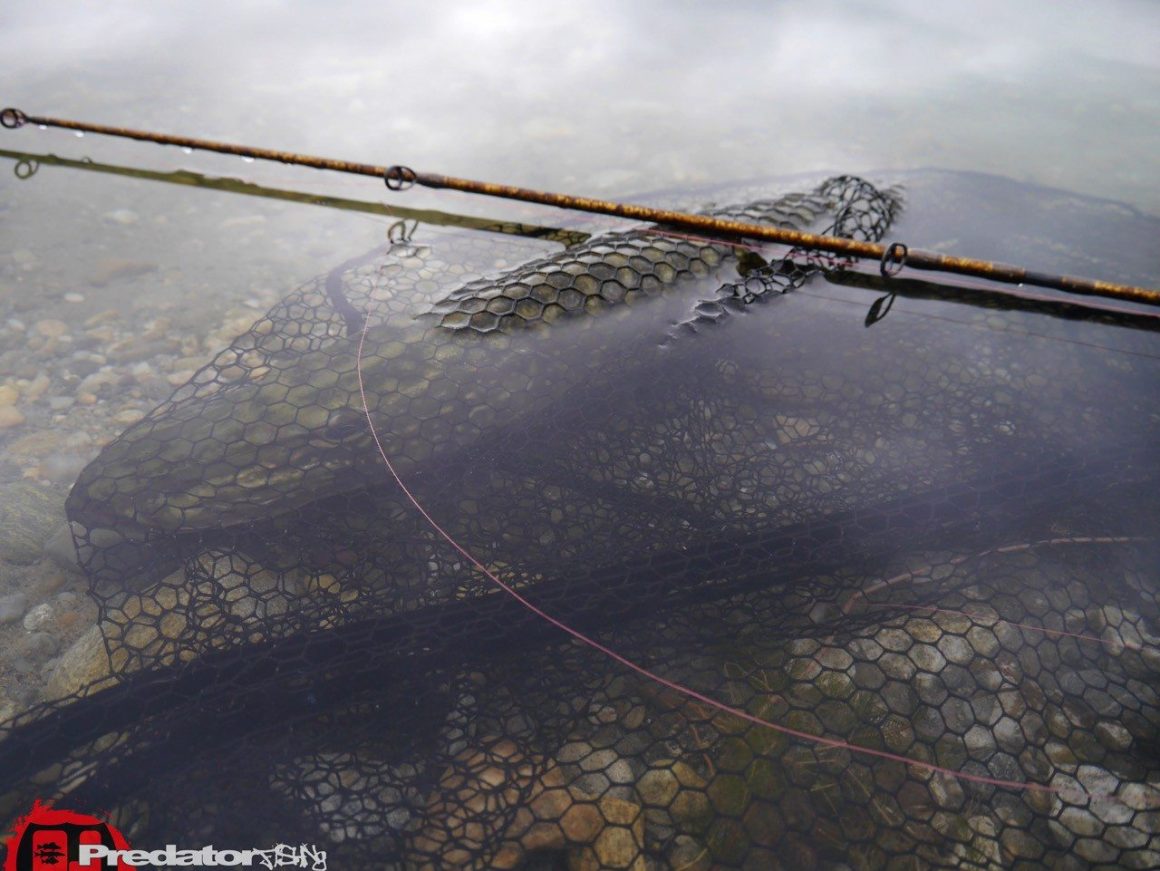 Kapitale Hechte auf den Shad Teez von Westin
