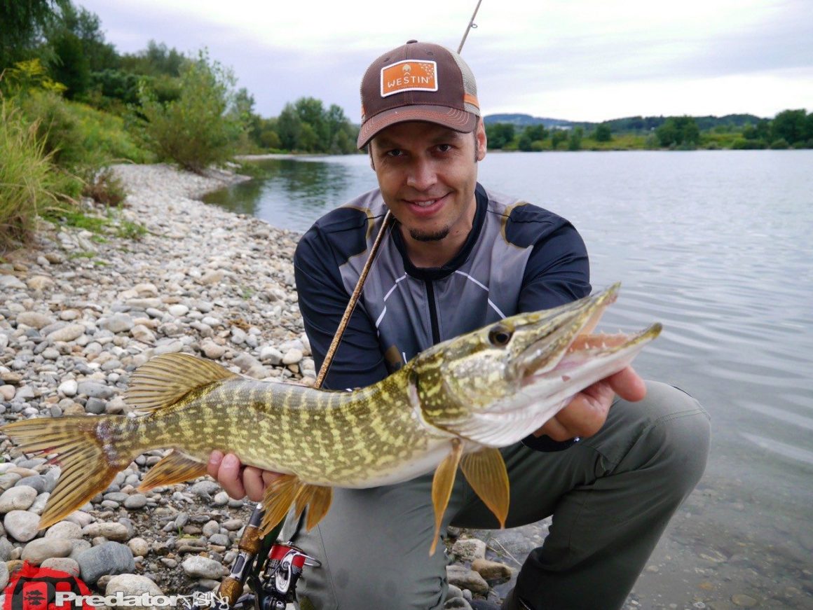Kapitale Hechte auf den Shad Teez von Westin