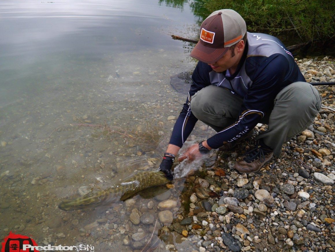Kapitale Hechte auf den Shad Teez von Westin