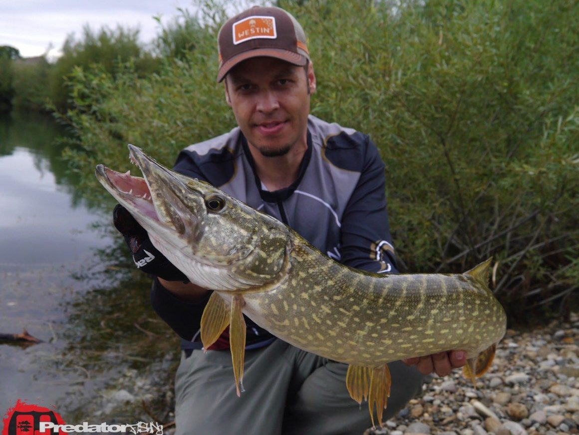 Kapitale Hechte auf den Shad Teez von Westin