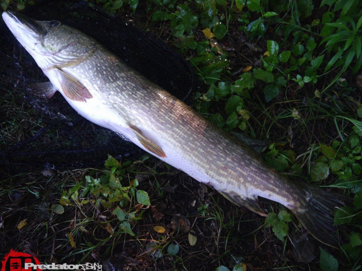 Kapitaler meterzwanzig Hecht auf Westin Shad Teez Wow Perch Westinfishing