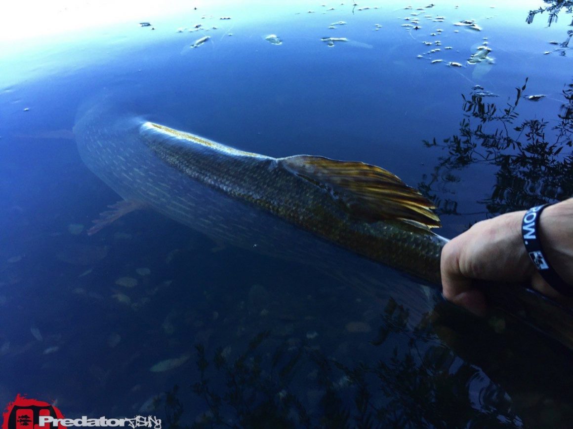 Kapitaler meterzwanzig Hecht auf Westin Shad Teez Wow Perch Westinfishing