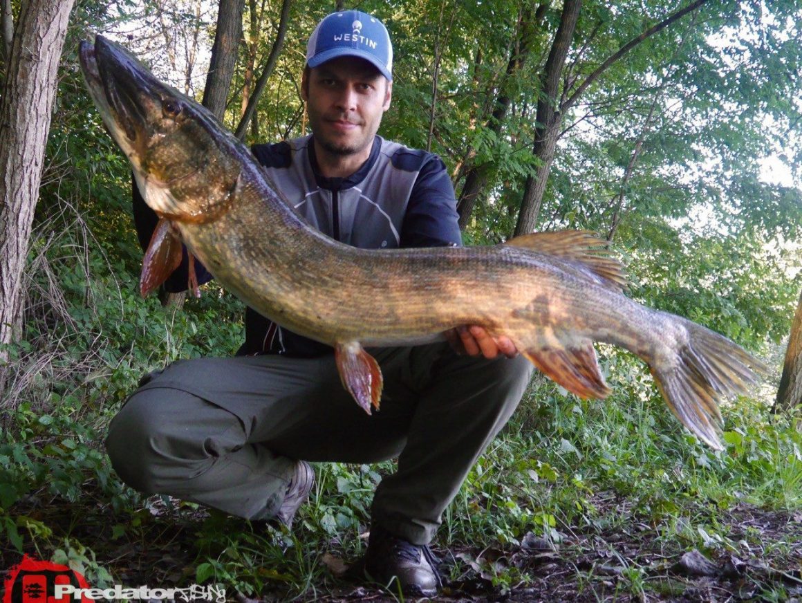Kapitaler meterzwanzig Hecht auf Westin Shad Teez Wow Perch Westinfishing