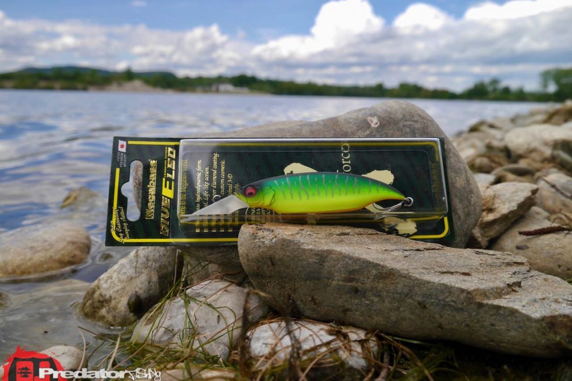 Megabass ELBO Dive - Cranking Shiner