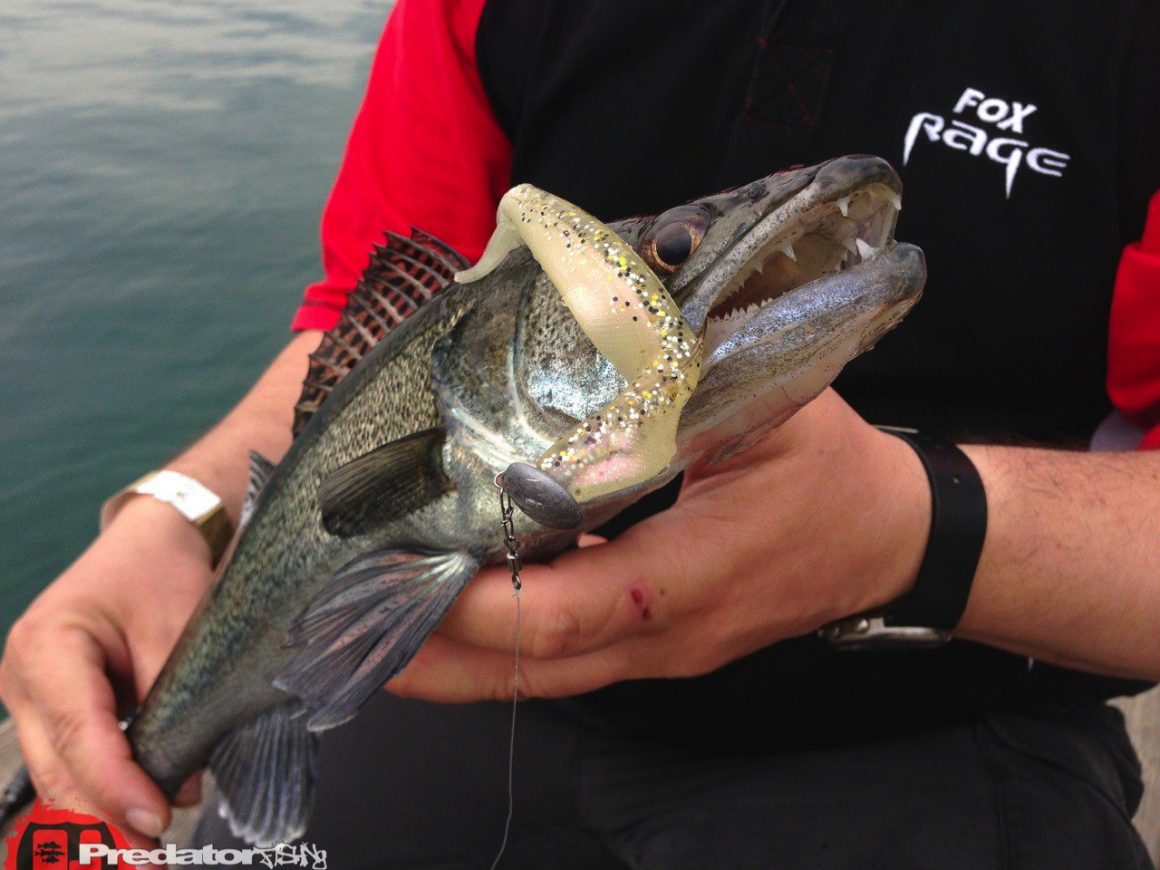 Mit FOX Rage auf der Austrian Fishing Show 2014