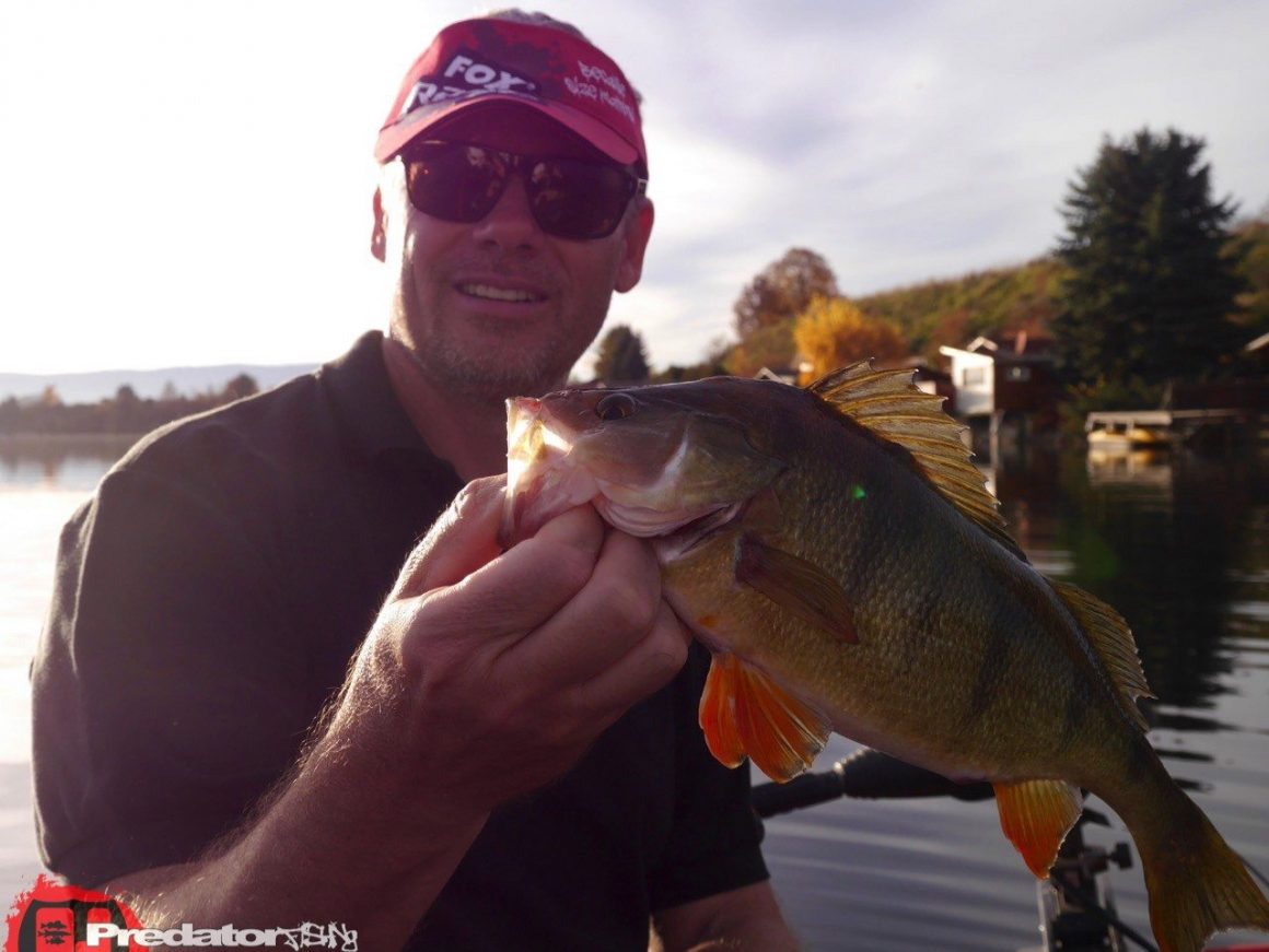 Mit Hecht, Zander, Schwarzbarsch und Flussbarsch im Herbst