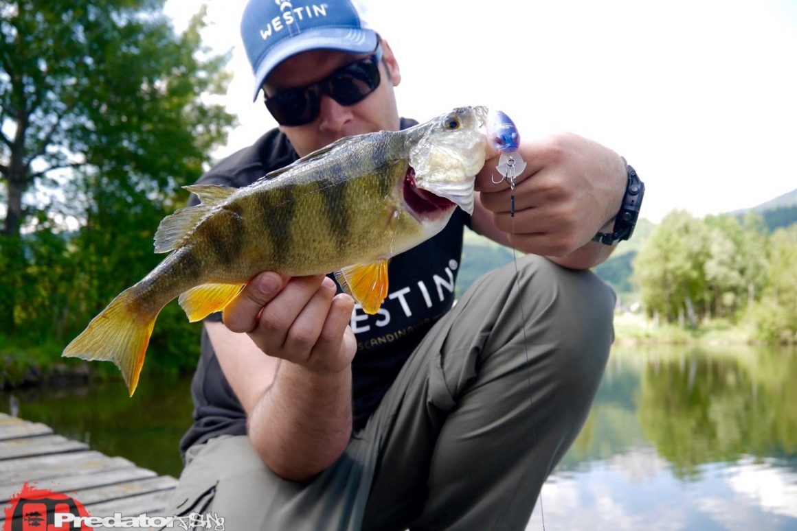 Mit dem Megabass Griffon 6cc Hi-Pitch erfolgreich auf Barsch