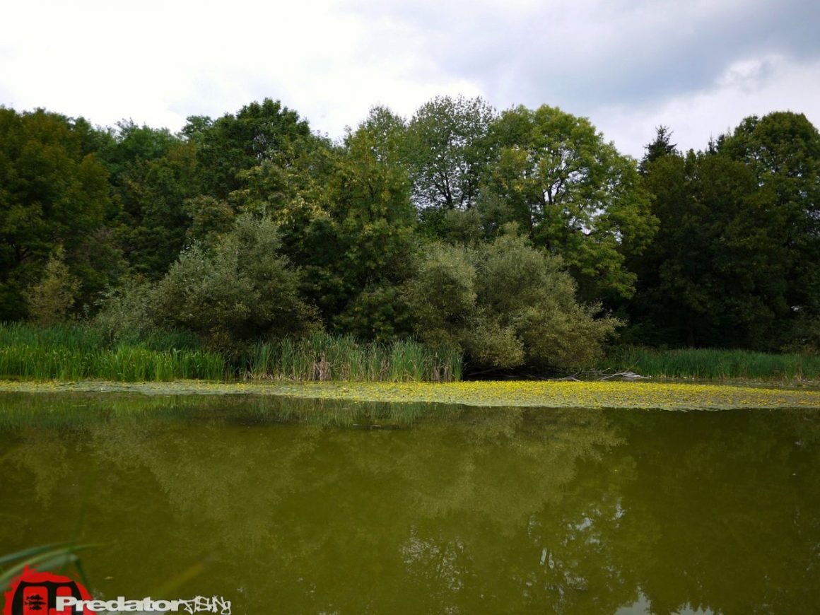 Neues Revier, am Völkermarkter Stausee auf Hecht