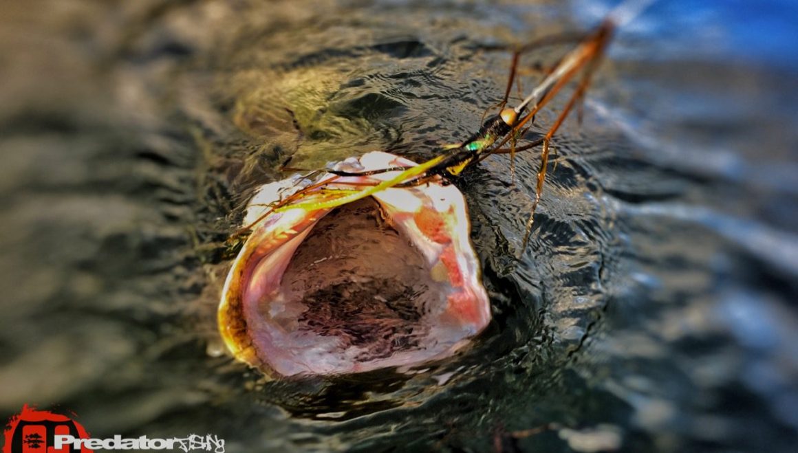 Optimale Wassertemperatur bei Hecht mit dem Streamer