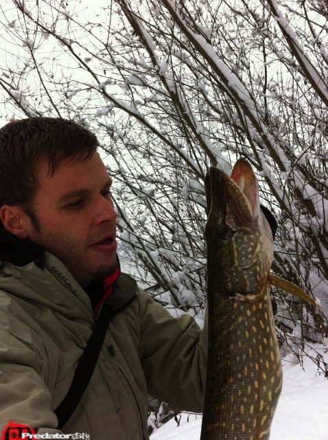 Pro Shads auf Hecht im Winter